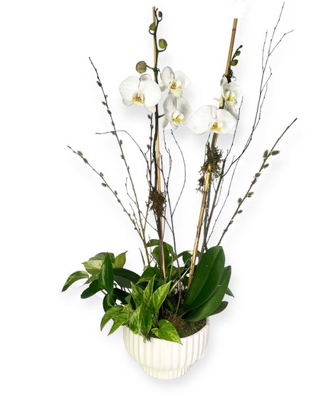 Orchid and Pothos Pot