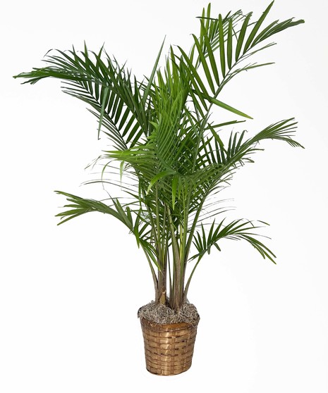 Palm Plant