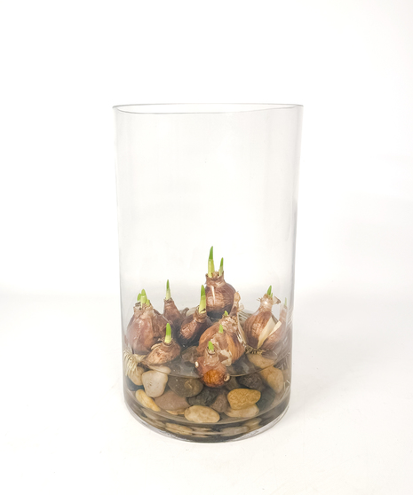 Bulb-to-Bloom Paperwhites