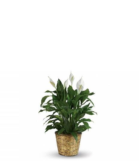 Medium peace lily plant with green leaves and white blossoms.