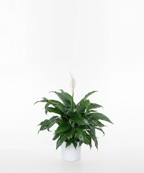 Medium peace lily plant with green leaves and white blossoms.