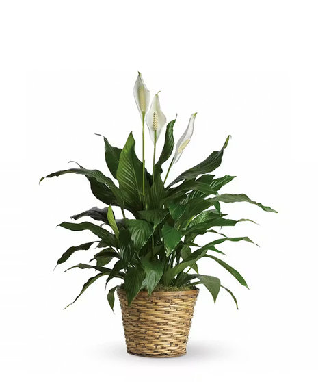 Medium peace lily plant with green leaves and white blossoms.