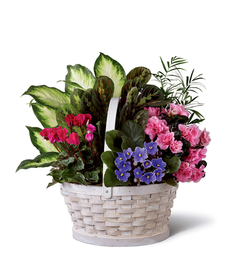 Whitewashed basket with an assortment of bright blooming and green plants.