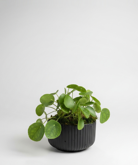 Pilea - 6