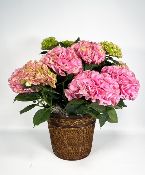 Happy Hydrangea - Pink