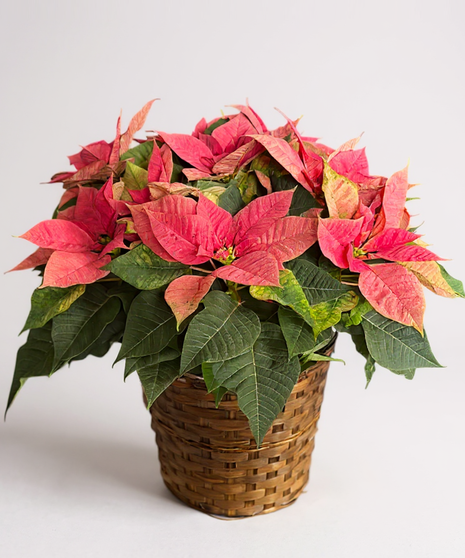 Pink Poinsettia Basket - Choose 6