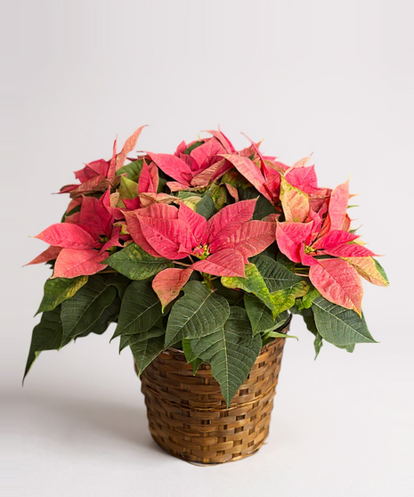 Basket with a large white poinsettia plant. 