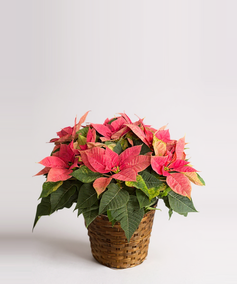 Basket with a large white poinsettia plant. 