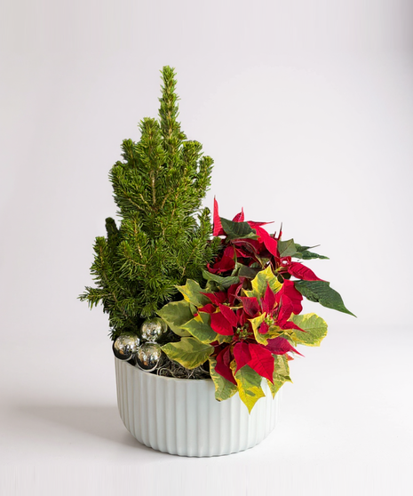 Poinsettia & Pine Dish Garden
