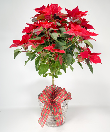 Red Poinsettia Tree