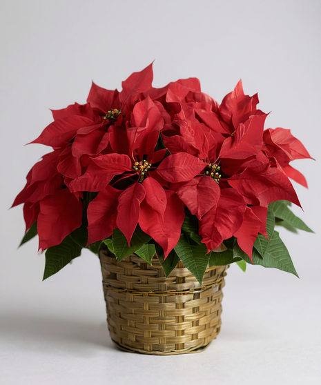 Red Poinsettia Basket - Choose 6