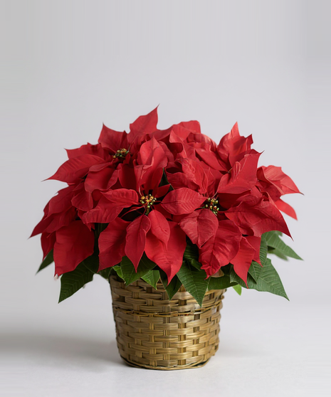 Basket with a large red poinsettia plant. 