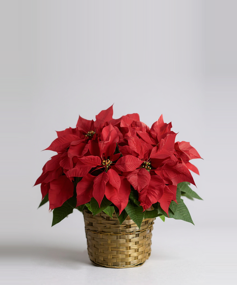 Basket with a large red poinsettia plant. 