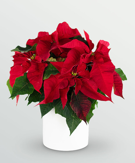 Basket with a small red poinsettia plant. 