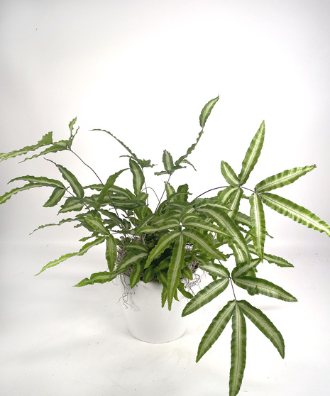 Ribbon Fern