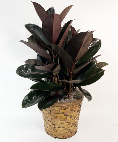 Rubber Plant
