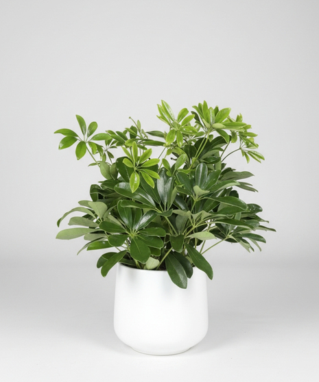Schefflera