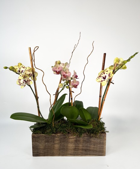 Petite Orchid Trio