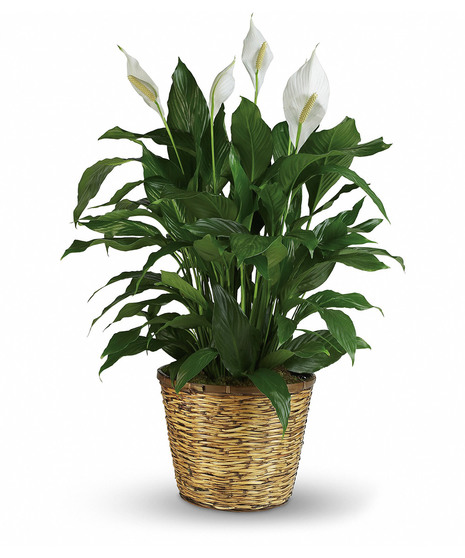 Peace Lily Plant - 10