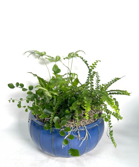 Petite Fern Garden