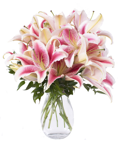 Stargazer Lily Surprise
