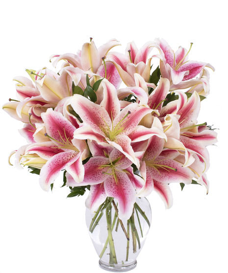 Stargazer Lily Surprise