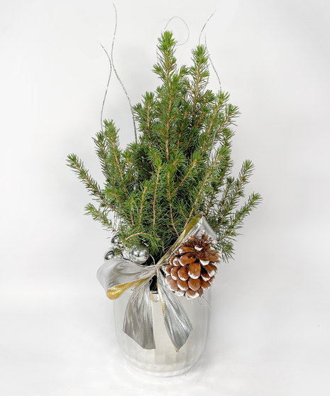 Basket with a large red poinsettia plant. 