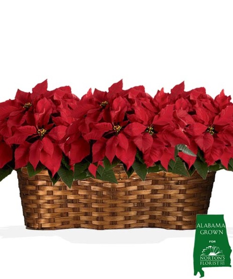 Red Triple Pot 6