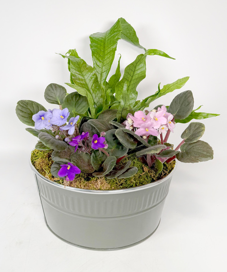 Blooming Plants