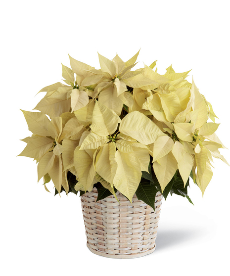 Basket with a large white poinsettia plant. 