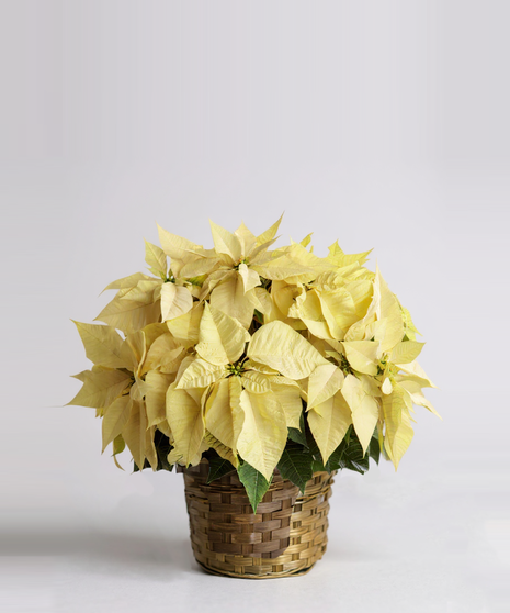 Basket with a large white poinsettia plant. 