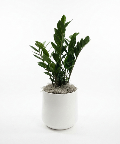 ZZ Plant - 2 Sizes Available