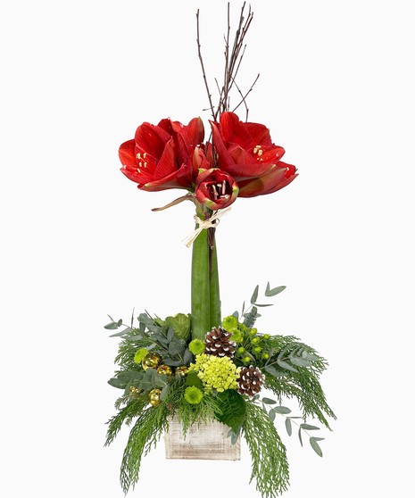 Amaryllis Topiary