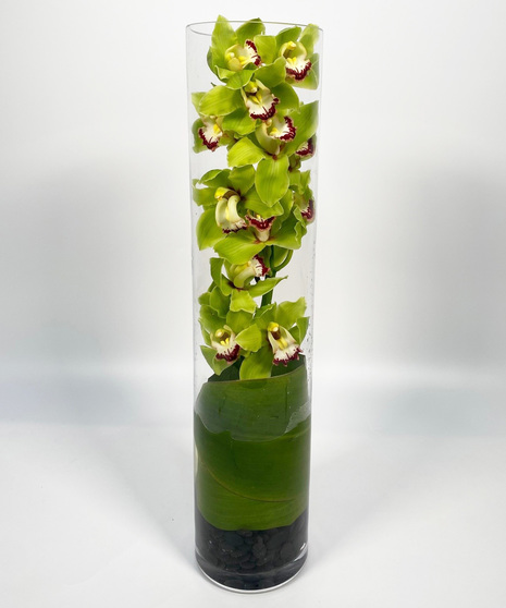 Cymbidium Cylinder