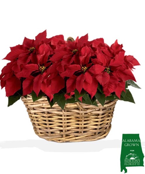 Red Double Pot 5