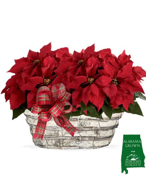 Red Double Pot 6