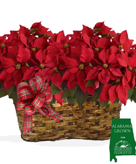 Red Double Pot 8