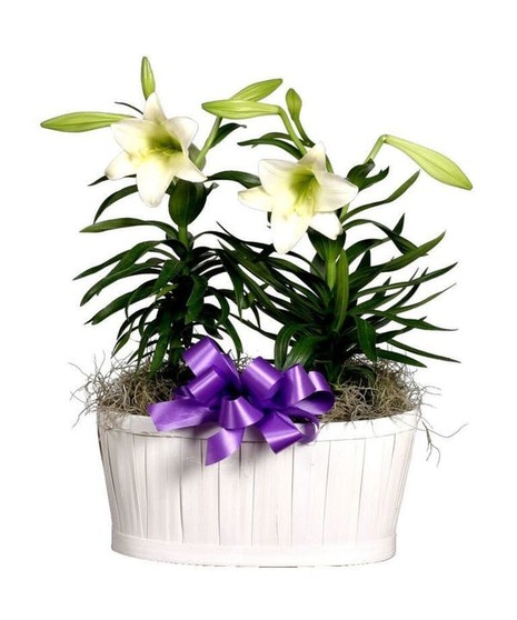 Easter Lily Plant