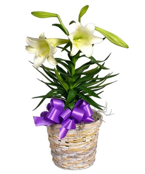 Easter Lily Plant