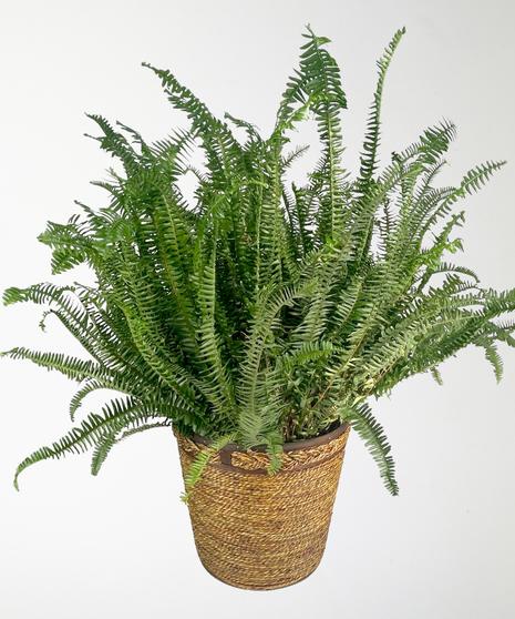 Green Plants