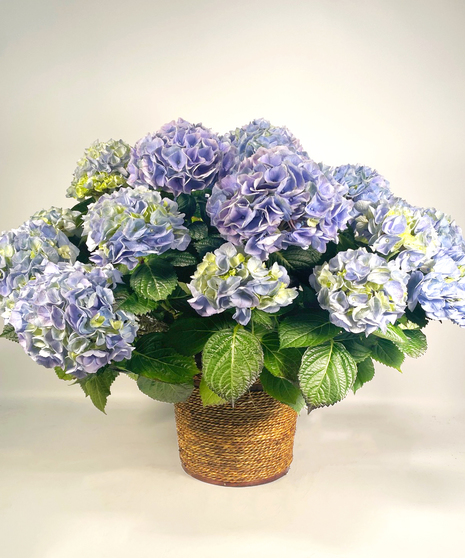 Happy Hydrangea - Blue