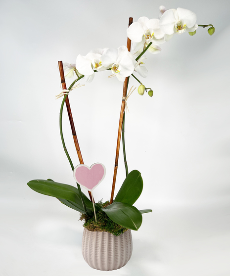 Crazy in Love Orchid - Pick Your Pot